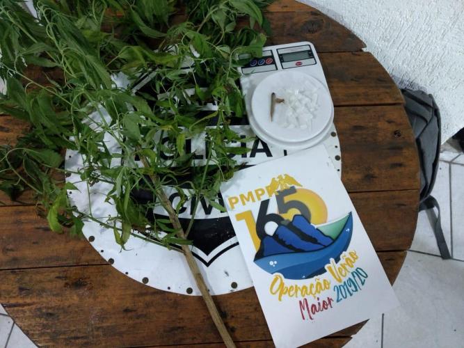 Pé de maconha com aproximadamente um metro de altura é apreendido em Pontal do Paraná, no Litoral