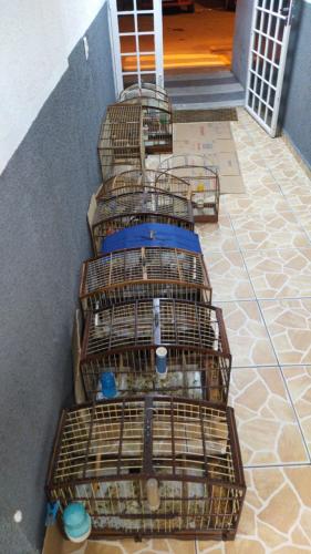 17º Batalhão resgata diversas aves silvestres em São José dos Pinhais, encaminhando uma pessoa