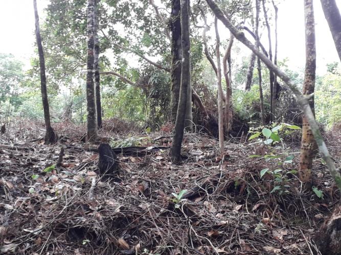 Polícia Ambiental flagra destruição de vegetação nativa e aplica mais de R$ 10 mil em multas no Litoral do estado