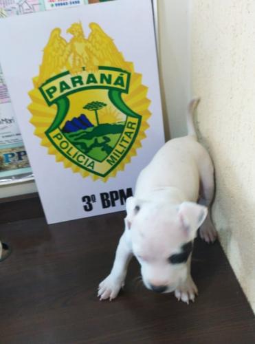 Filhote de Pitbull é recuperado pela PM após denúncia anônima no Sudoeste do estado