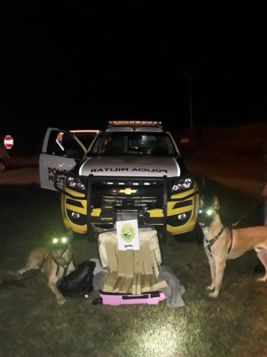 Cães de faro do BPRv localizam 16 quilos de maconha em ônibus de viagem no Norte do estado