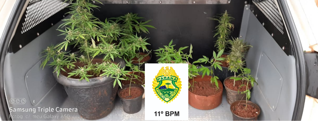PM apreende 19 pés de maconha e um homem acaba preso após denúncia de tráfico de drogas no Noroeste do estado
