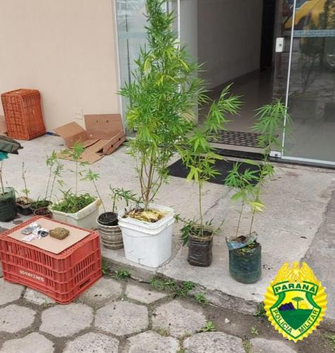 PM checa denúncia do 181 de plantio de maconha em Guaratuba e prende quatro envolvidos com o tráfico