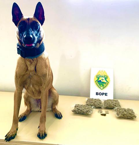 Cão de faro do BOPE localiza mais de um quilo de maconha durante abordagem na Rodoferroviária de Curitiba (PR)