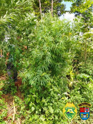 Denúncia anônima leva PM a apreender grande plantação de maconha em Itapejara do Oeste, no Sudoeste do Paraná
