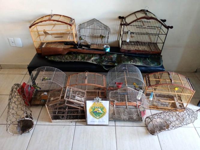 Denúncia anônima ao Batalhão Ambiental salva 11 pássaros silvestres e encaminha suspeito em Rio Azul (PR) durante a Operação Vida