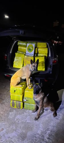 Cães de faro do BPFron auxiliam na localização de 514 quilos de maconha em Cascavel (PR)