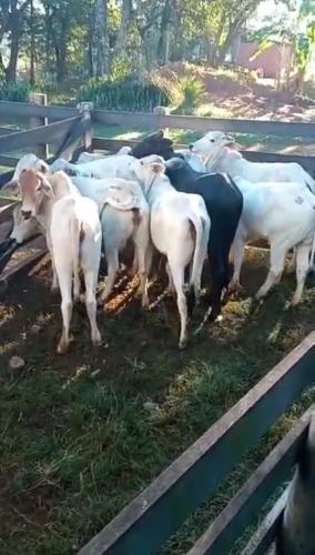 Menos de um dia após furto, PM recupera oito cabeças de gado e as devolve à proprietário, em Santa Helena (PR)