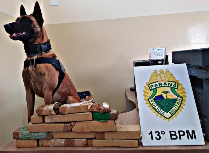 Com apoio de um cão de faro, PM apreende 11 tabletes de maconha e encaminha suspeito de tráfico em Curitiba