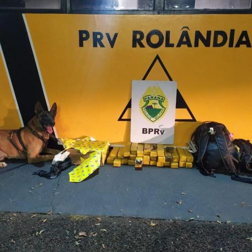 Cão de faro auxilia PM a apreender 31 tabletes de maconha em ônibus de viagem, na cidade de Rolândia, no interior