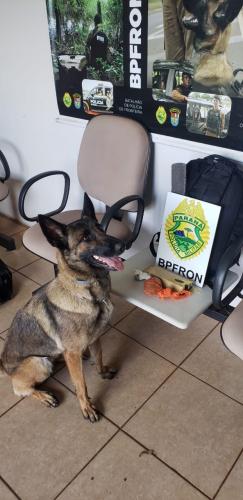 Durante a Operação Hórus, BPFRON apreende droga na rodoviária de Pato Bragado (PR)