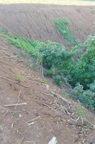 crime ambiental em Santa Mônica