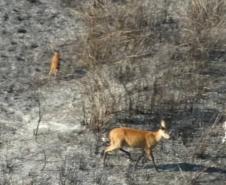 Helicópteros do BPMOA prestam apoio no combate ao incêndio do Parque Nacional de Ilha Grande, no Oeste do Paraná