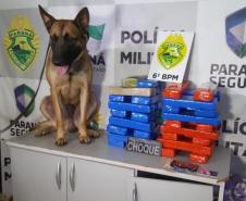 PM apreende mais de 25 quilos de maconha e prende cinco pessoas em situações distintas em Cascavel (PR)
