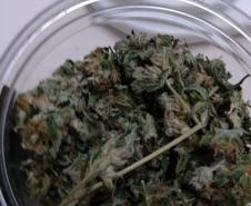 Movimentação constante em chácara gera denúncia e rapaz é preso em casa com mais de 700 pés de maconha em Tijucas do Sul (RMC)