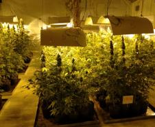 Movimentação constante em chácara gera denúncia e rapaz é preso em casa com mais de 700 pés de maconha em Tijucas do Sul (RMC)