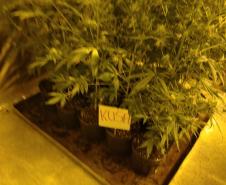 Movimentação constante em chácara gera denúncia e rapaz é preso em casa com mais de 700 pés de maconha em Tijucas do Sul (RMC)