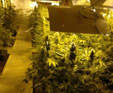 Movimentação constante em chácara gera denúncia e rapaz é preso em casa com mais de 700 pés de maconha em Tijucas do Sul (RMC)