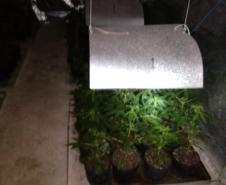 Movimentação constante em chácara gera denúncia e rapaz é preso em casa com mais de 700 pés de maconha em Tijucas do Sul (RMC)