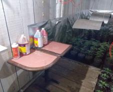 Mais de mil pés de maconha são apreendidos pela PM em Tijucas do Sul na RMC