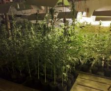Mais de mil pés de maconha são apreendidos pela PM em Tijucas do Sul na RMC