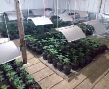 Mais de mil pés de maconha são apreendidos pela PM em Tijucas do Sul na RMC