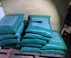 Mais de mil pés de maconha são apreendidos pela PM em Tijucas do Sul na RMC