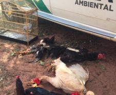 Galos que sofriam de maus tratos são resgatados pela PM em Paranavaí (PR), no Noroeste do estado