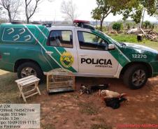 Galos que sofriam de maus tratos são resgatados pela PM em Paranavaí (PR), no Noroeste do estado