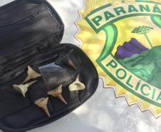 Galos que sofriam de maus tratos são resgatados pela PM em Paranavaí (PR), no Noroeste do estado