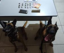 PM do Norte Pioneiro apreende drogas e recupera veículos 