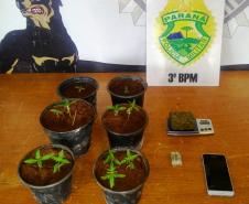 PM apreende mais de 10 quilos de maconha e 11 pés da mesma substância, no Sudoeste do estado  COM FOTO