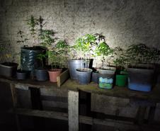Operação do projeto Em Frente Brasil resulta em três presos e mais de 50 pés de maconha apreendidos