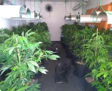 BOPE apreende mais de 1,2 mil pés de maconha nos bairros Barreirinha e Portão, em Curitiba