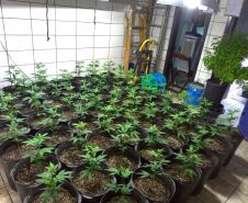 BOPE apreende mais de 1,2 mil pés de maconha nos bairros Barreirinha e Portão, em Curitiba