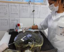 Equipe da PM resgata tartaruga marinha ameaçada de extinção em Paranaguá (PR)