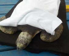 Equipe da PM resgata tartaruga marinha ameaçada de extinção em Paranaguá (PR)