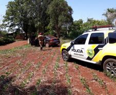 BPRv apreende quase meia tonelada de maconha durante patrulhamento na PR 364, em Palotina (PR)