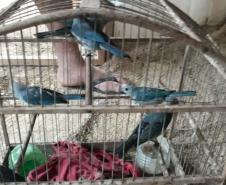 BPAmb-FV apreende mais de 130 aves silvestres após denúncia anônima no Oeste do estado