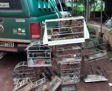 BPAmb-FV apreende mais de 130 aves silvestres após denúncia anônima no Oeste do estado