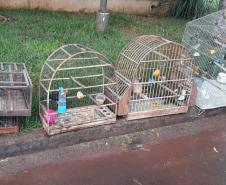 BPAmb-FV apreende mais de 130 aves silvestres após denúncia anônima no Oeste do estado