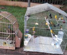 BPAmb-FV apreende mais de 130 aves silvestres após denúncia anônima no Oeste do estado