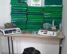  Em Ponta Grossa (PR) PM apreende mais de 52 quilos de drogas com o apoio de cão de faro 