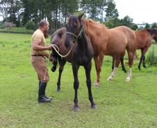 policial com cavalos