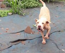 BPAmb-FV resgata dois cães abandonados em um terreno em Foz do Iguaçu, no Oeste do estado