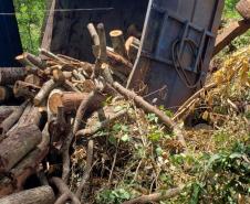 BPAmb-FV encontra toras de árvores nativas e aplica multa no Oeste do estado