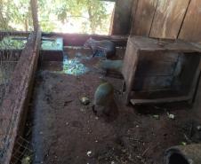Polícia Ambiental descobre cativeiro de pacas e cutias em Toledo (PR), no Oeste paranaense