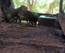 Polícia Ambiental descobre cativeiro de pacas e cutias em Toledo (PR), no Oeste paranaense