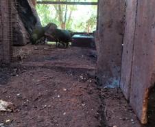 Polícia Ambiental descobre cativeiro de pacas e cutias em Toledo (PR), no Oeste paranaense