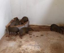 Polícia Ambiental descobre cativeiro de pacas e cutias em Toledo (PR), no Oeste paranaense